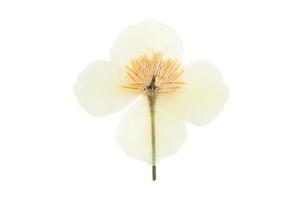 477 White flower isolated on a transparent background photo