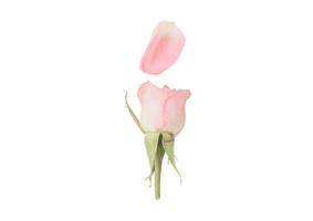 2436 Rose flower isolated on a transparent background photo