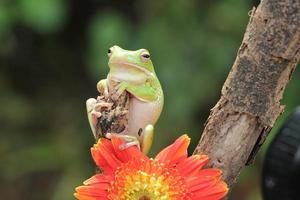 Macro Stage of Green Frof with Blossom Orange Flower photo