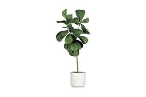 197 White flowerpot with a plant isolated on a transparent background photo