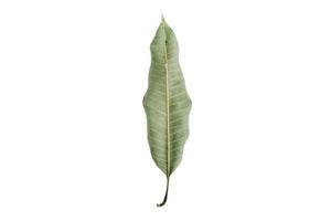 2869 Dried leaf isolated on a transparent background photo