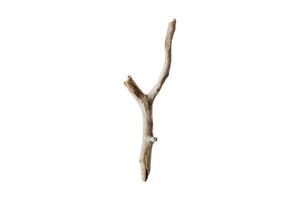 3921 Beige tree stick isolated on a transparent background photo