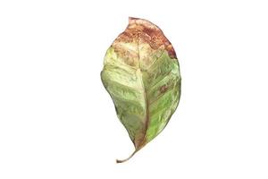 5044 Dried Leaf isolated on a transparent background photo