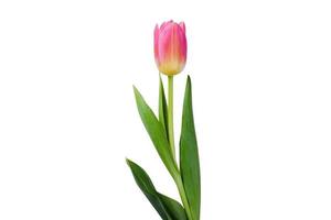 1158 Pink flower isolated on a transparent background photo