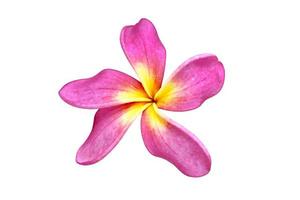 1323 Pink flower isolated on a transparent background photo
