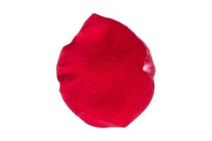 1537 Red petal of roses isolated on a transparent background photo
