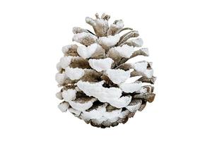 600 White christmas pine cone isolated on a transparent background photo