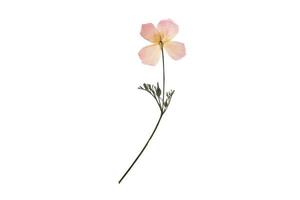617 Pink flower isolated on a transparent background photo
