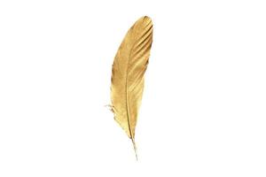 4947 Golden feathers isolated on a transparent background photo