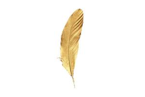 4947 Golden feathers isolated on a transparent background photo