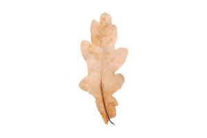 3796 Dried leaf isolated on a transparent background photo