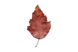 4093 Brown dried leaf isolated on a transparent background photo