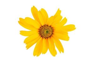 3887 Yellow flower isolated on a transparent background photo