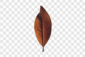 424 Brown dried leaf isolated on a transparent background photo