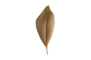 3763 Dried leaves isolated on a transparent background photo