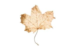 3814 Dried leaves isolated on a transparent background photo