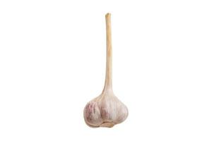 3122 Garlic isolated on a transparent background photo