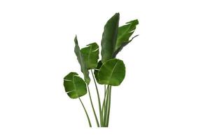 90 Green plant isolated on a transparent background photo