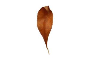3900 Brown dried leaf isolated on a transparent background photo