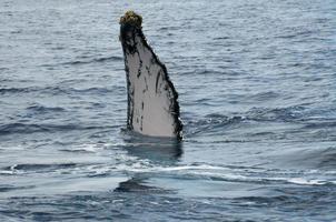 jorobado ballena en tonga, Polinesia paraíso foto