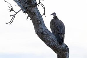 vulture on a tree in kruger park photo