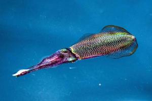 Squid cuttlefish underwater at night photo