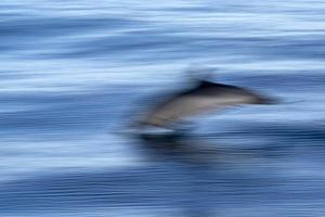 move ghost effect on striped dolphin jumpin at sunset photo