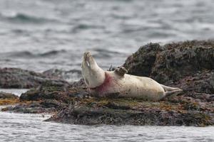 Harbor seal trapped portrait photo
