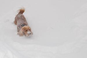 Puppy Dog while playing on the snow photo