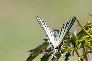 cola de golondrina mariposa machaon cerrar retrato foto