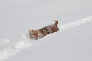 cachorro mientras juega en la nieve foto