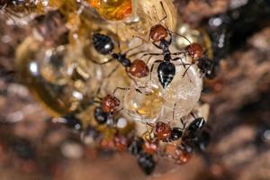 Red head ant honeypot Myrmecocystus close up macro photo