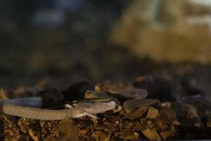 Proteus blind prehistoric pink salamander in cave water photo