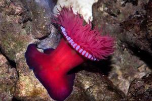 anémona de mar zool actinia equina foto