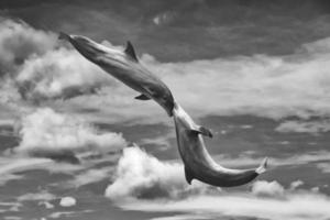 dolphin playing in the sky photo