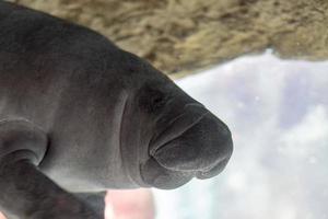 newborn baby manatee close up portrait photo