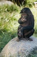 bonobo chimpancé simio retrato cerrar foto