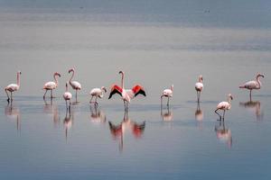 beautiful light on pink flamingo group photo
