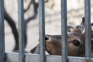 Young female mule deer photo