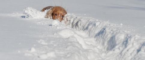 Puppy Dog while playing on the snow photo