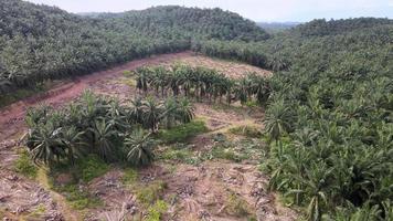 Drone shot land clearing at oil palm farm video