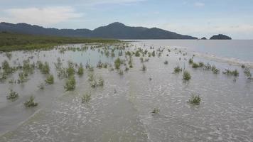 baixo ângulo mosca sobre jovem mangue árvores video