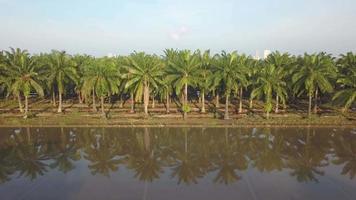 Aerial view reflection of oil palm trees video