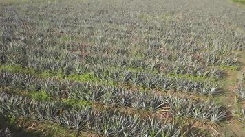 Aerial view pineapples is planted video