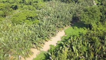 Aerial view Nipah trees beside river. video