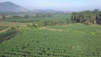 Drone view potato plantation video