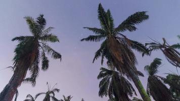 timelapse olie palm boom met middernacht ster video