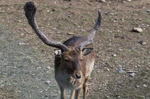 Young male mule deer photo