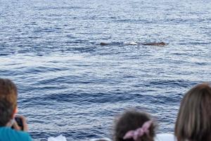 Sperm Whale at sunset in mediterranean Sea photo