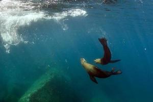 Young puppy californian sea lion touching a scuba diver photo